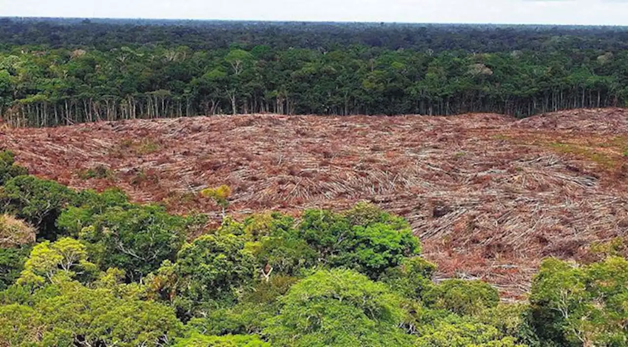 Deforestación en la Amazonia brasileña podría ser la peor en 15 años, alerta ONG