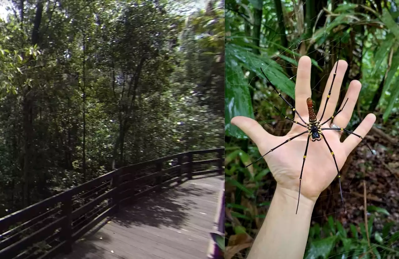 Pasir Ris Park visitor gets up close and personal with 'chonky' spider - The Independent Singapore News