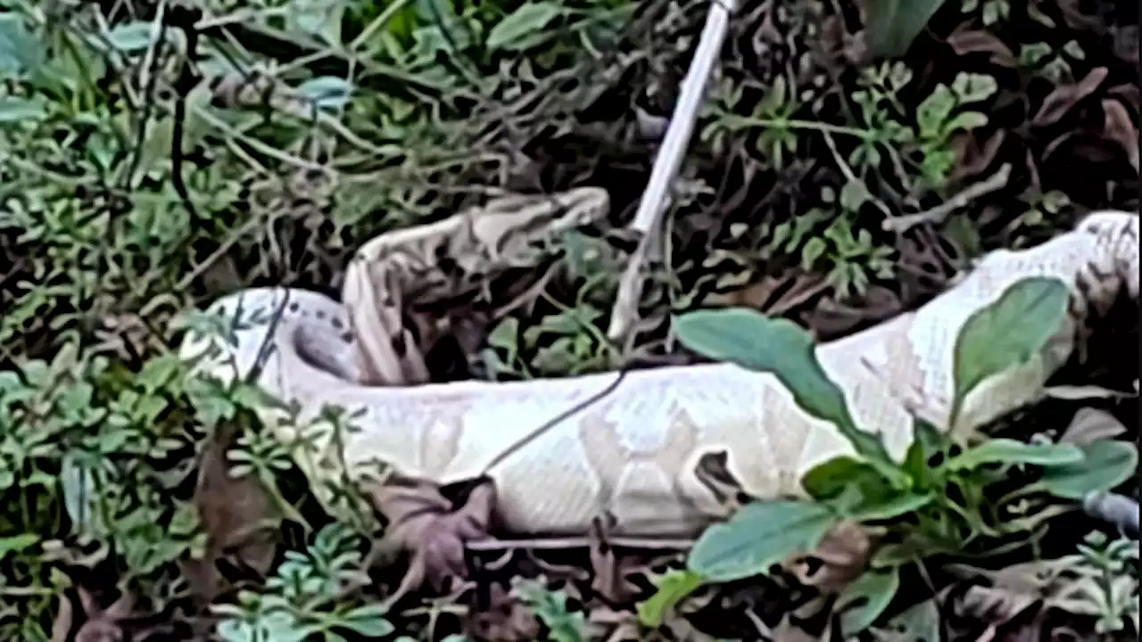 Chabot Regional Park Officials On Lookout For Abandoned Python