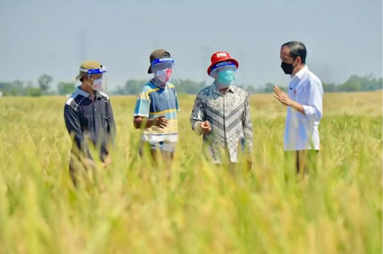 Program Transformasi Pertanian oleh Jokowi Bikin Petani Melek Teknologi