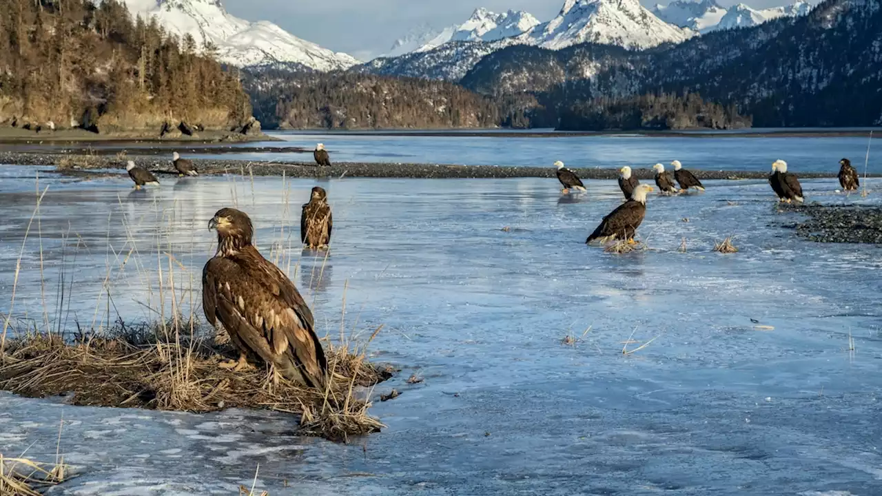 Most U.S. eagles suffer from lead poisoning, study suggests