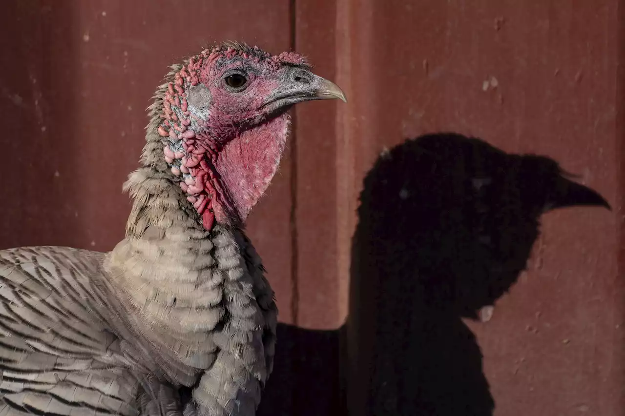 Bird Flu Found at 3rd Indiana Turkey Farm, Officials Say; No Human Cases