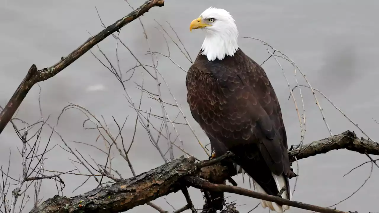 Nearly Half of US Bald Eagles Have Lead Poisoning