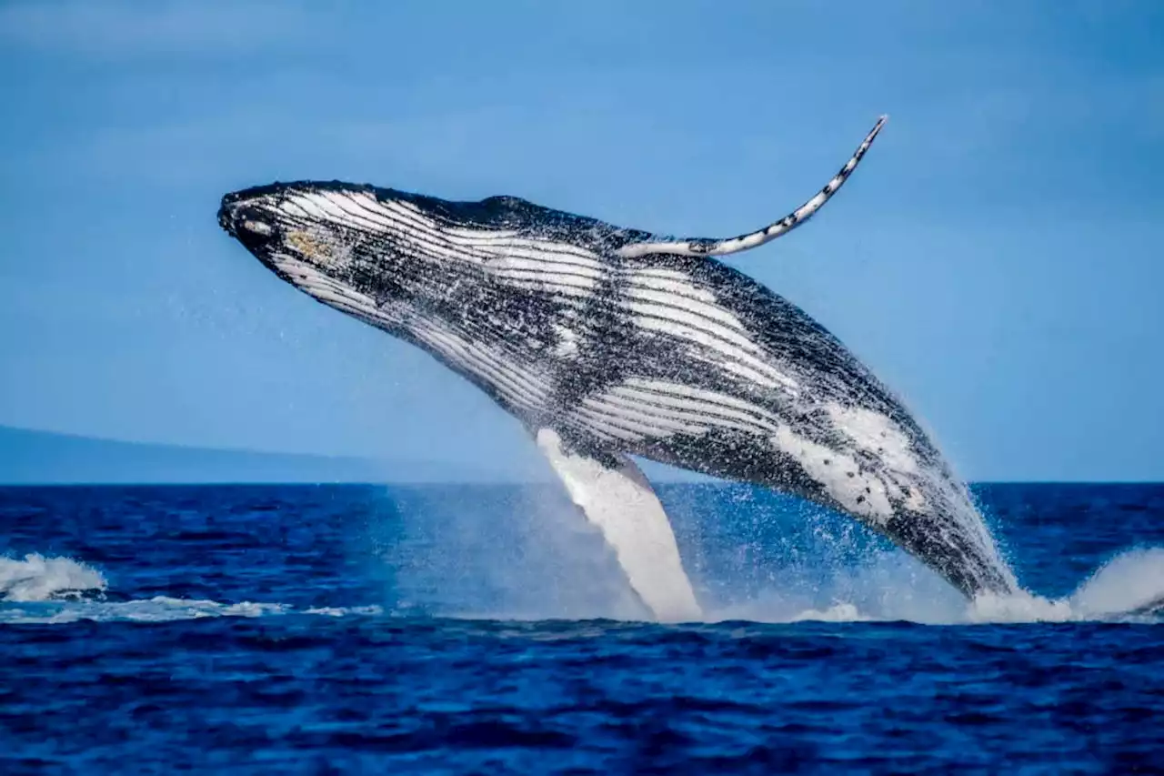 Some humpback whales travel 6000 kilometres in search of a mate