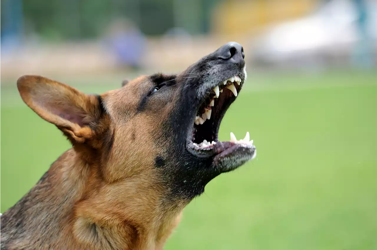 Dog suddenly snaps and kills 'caring' Florida Rescue Center worker