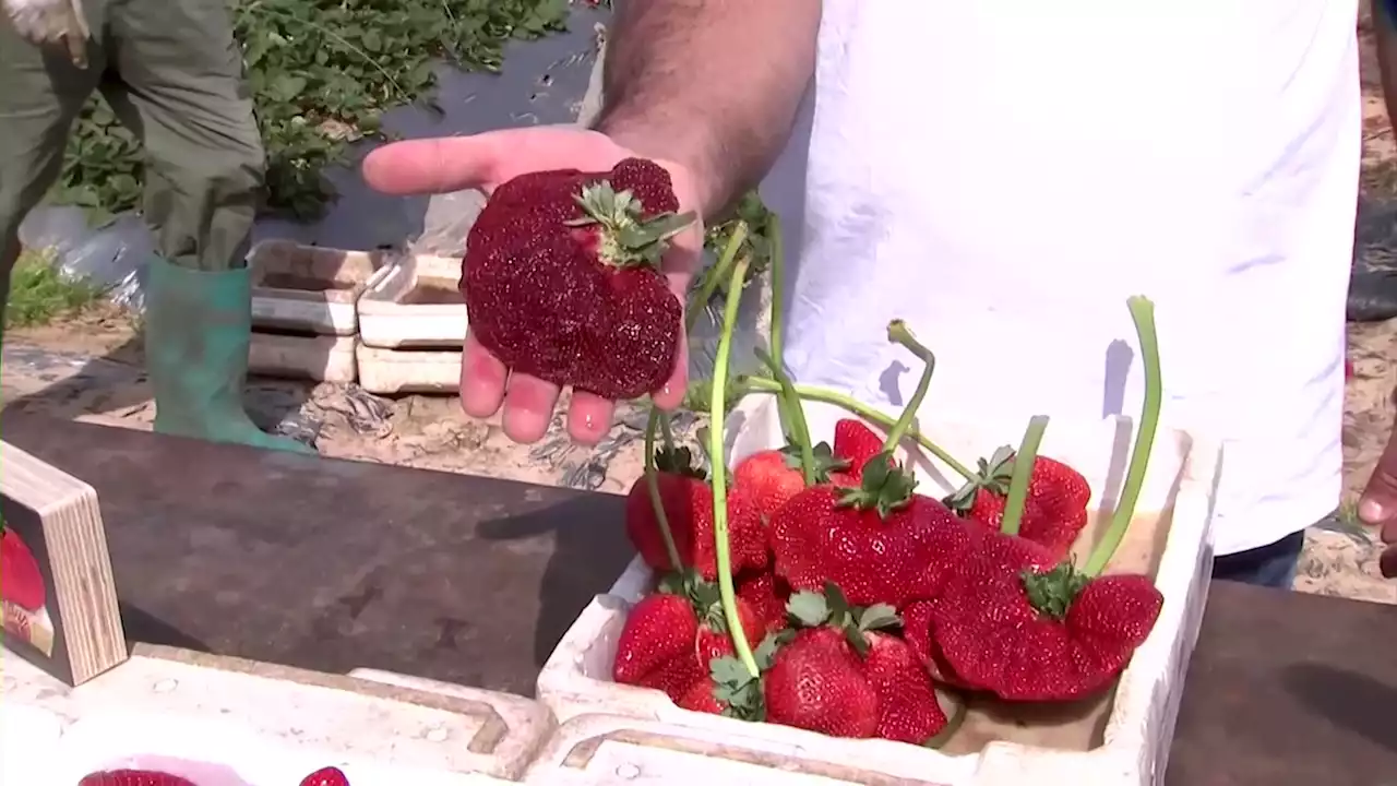 Giant strawberry earns Israeli farmer a Guinness World Record