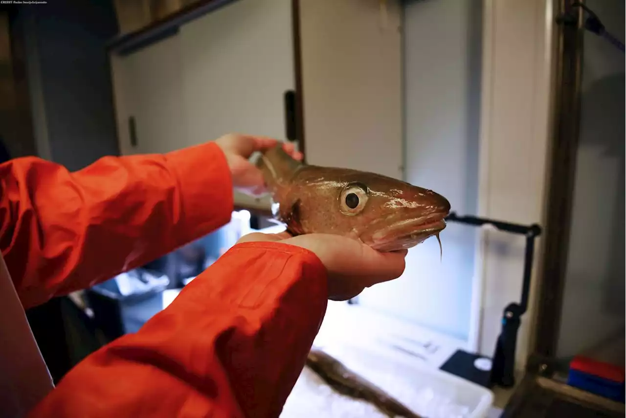 Unexpected fish and squid in the central Arctic deep scattering layer