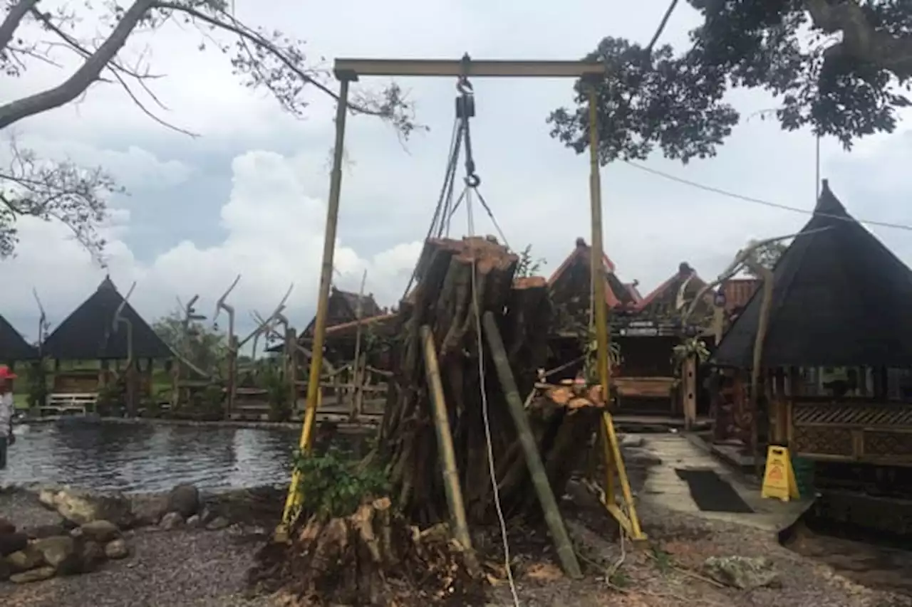 Pohon Raksasa Umbul Manten Klaten Diusulkan Dipangkas, Ini Alasannya