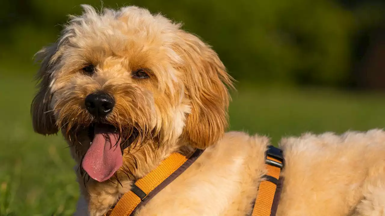 Wuscheliger Riesen-Hund reist mit Herrchen in den verrücktesten Fahrzeugen