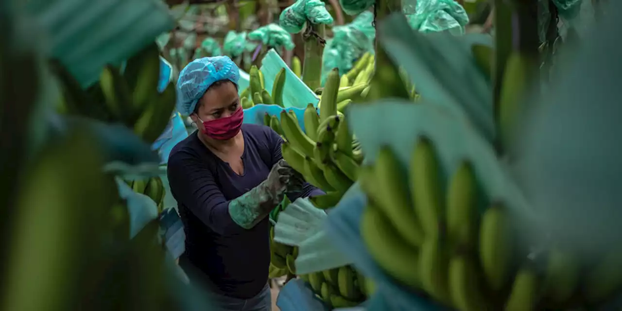 Bananen-Kleinbauern in Ecuador: „Uns steht das Wasser bis zum Hals“