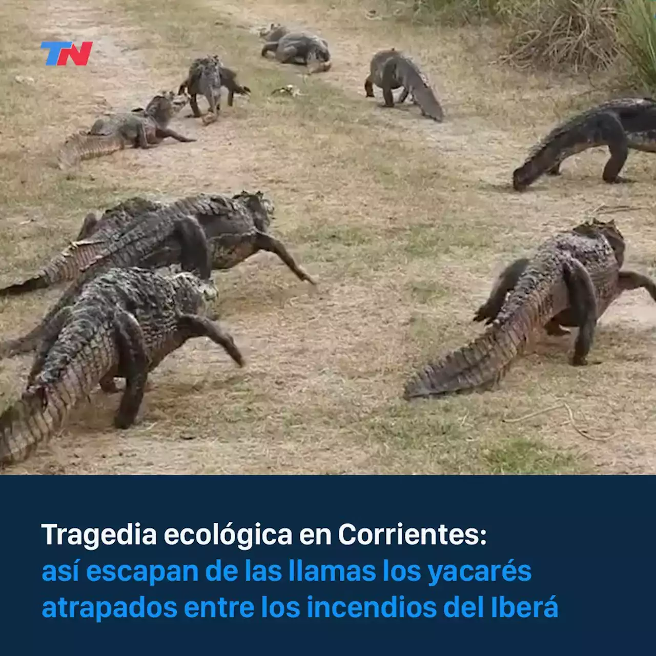 Yacarés escapando y animales muertos: un video muestra el impacto del fuego en Corrientes