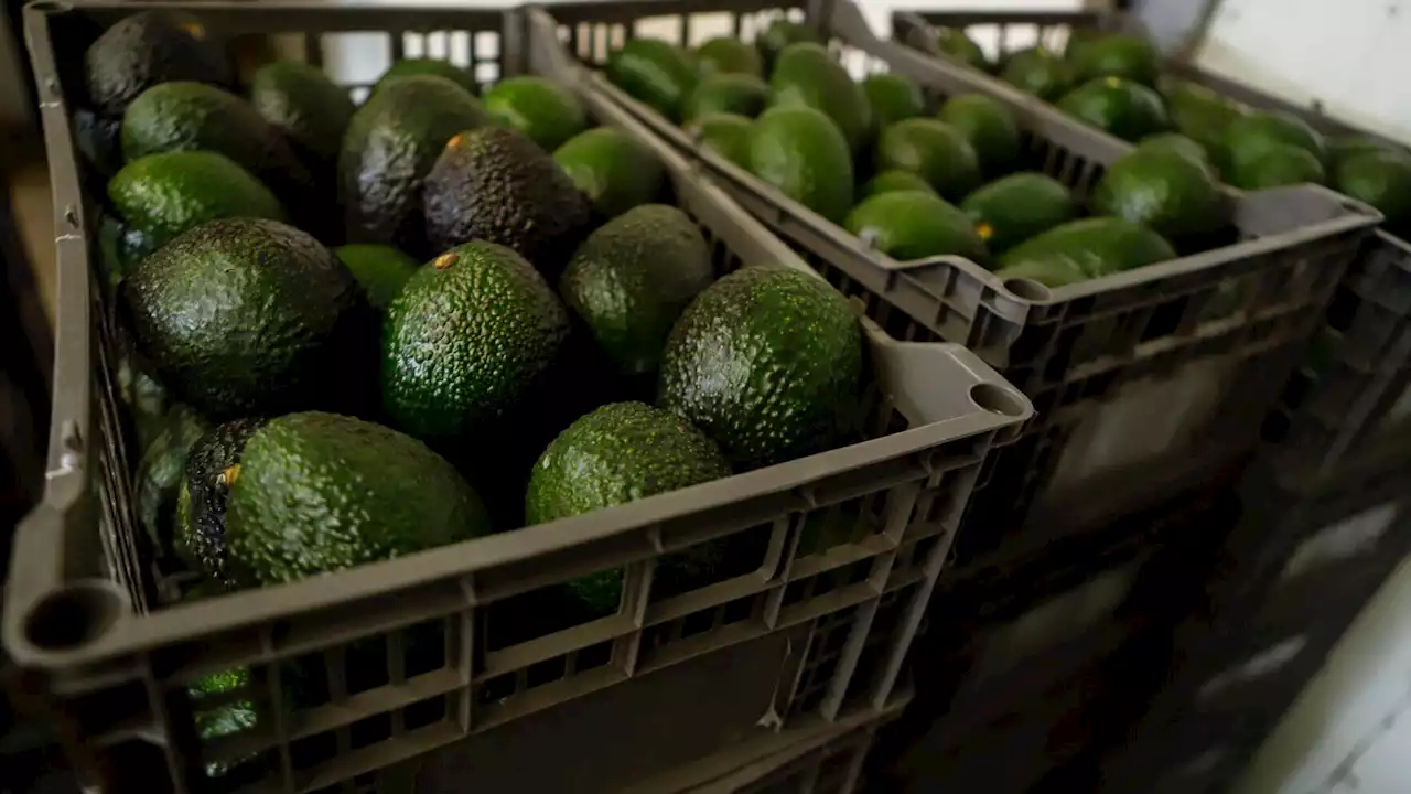 US ban on Mexican avocados leads to them 'being sold like gold'