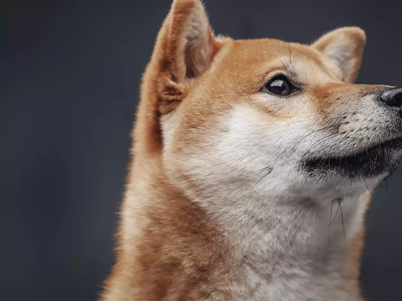 Shiba Inu Outperforms Majority of Cryptocurrency Market