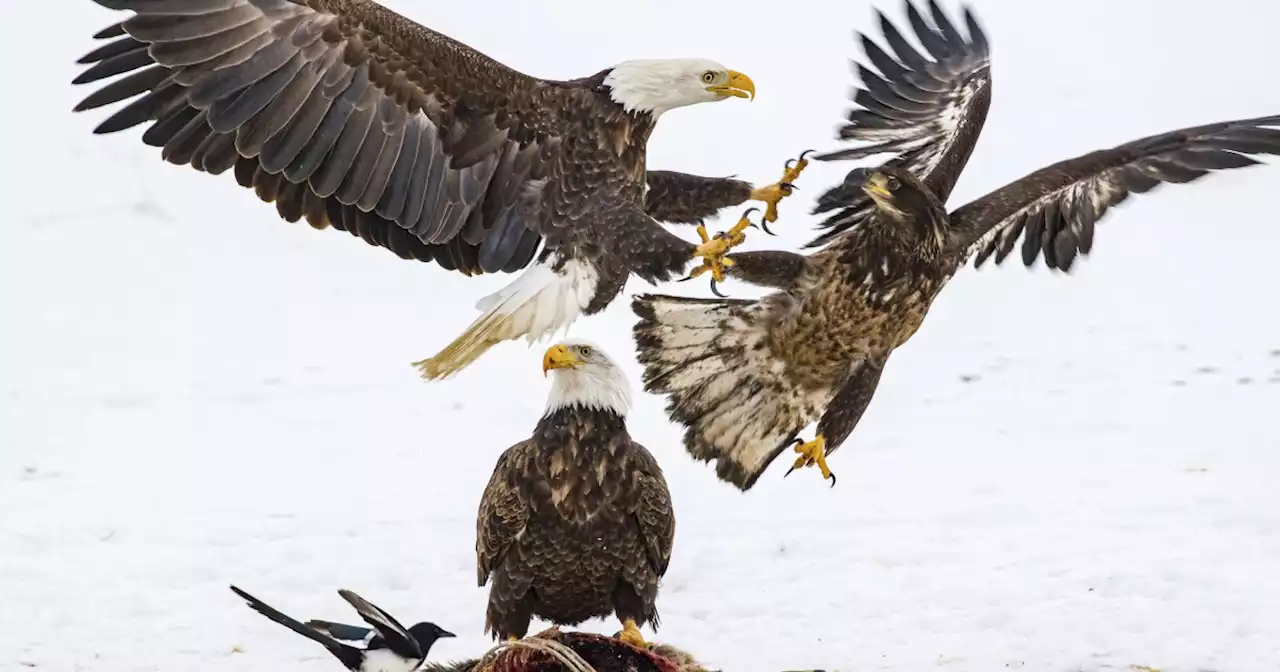 Nearly half of US bald eagles suffer lead poisoning