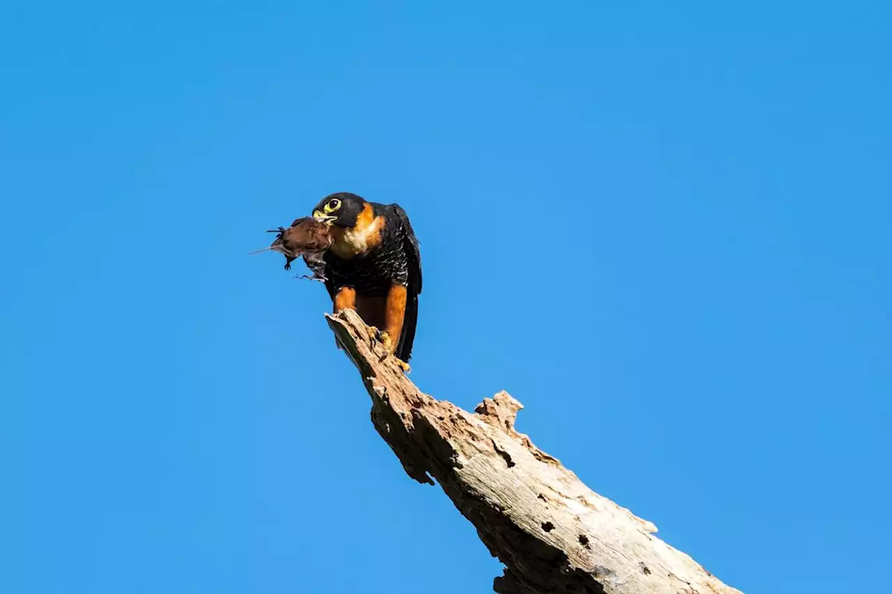 Bat falcon spotted for the first time in the U.S.