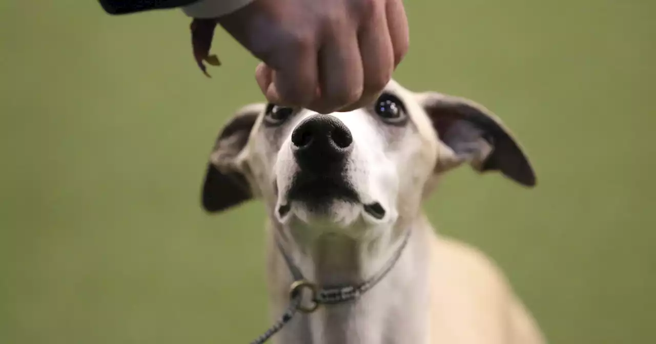 Researchers find dogs can recognize owners by just their voice