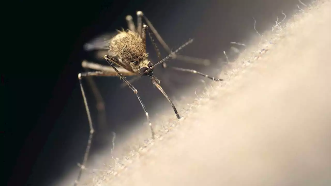 Mosquitoes are so smart they're learning how to avoid pesticides used to kill them, study says