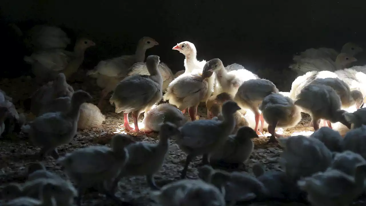 New York poultry farmers alerted after bird flu strain detected on Long Island