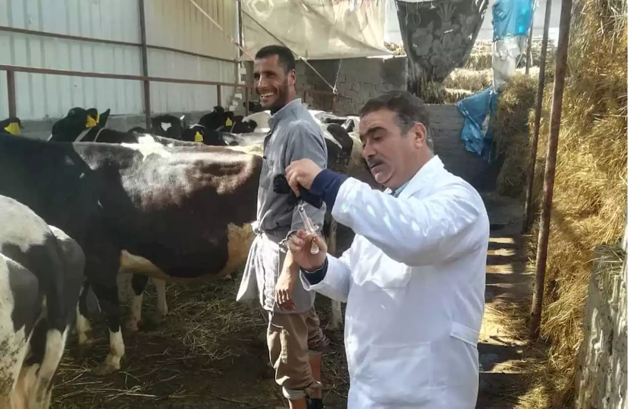 بيطري البحيرة: علاج 680 رأس ماشية في وادي النطرون - بوابة الأهرام