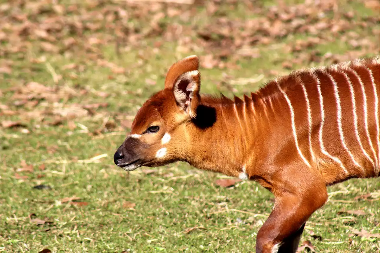 PHOTOS: Montgomery Zoo Welcomes Baby Bongo - Alabama News