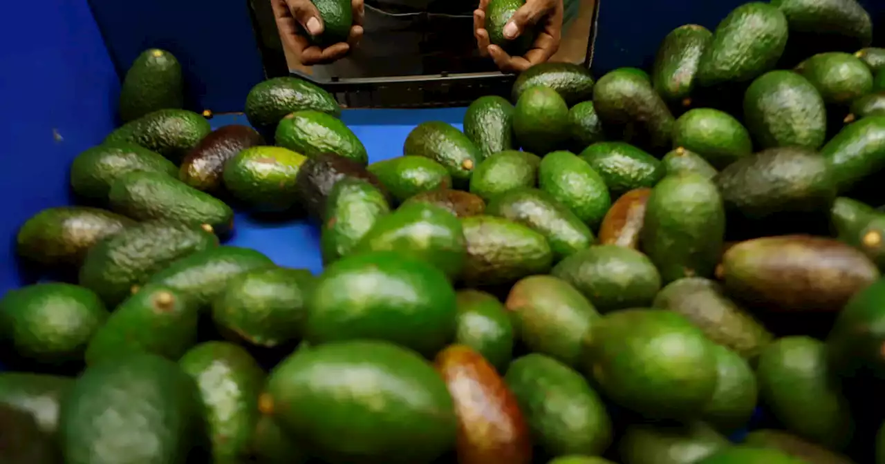 U.S. lifts ban on avocados imported from Mexico