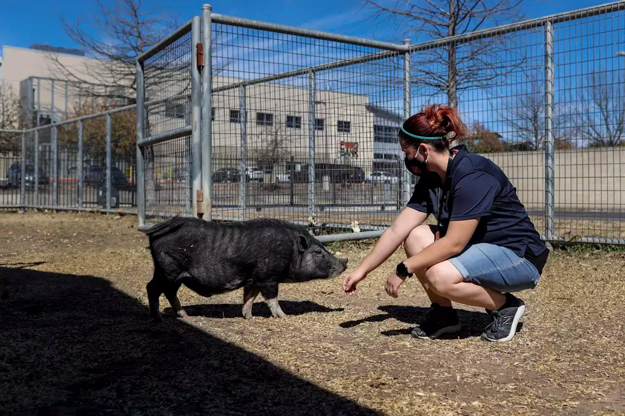 ‘A lot of work’: ACS took in San Antonio’s roaming pigs and they can’t get rid of them