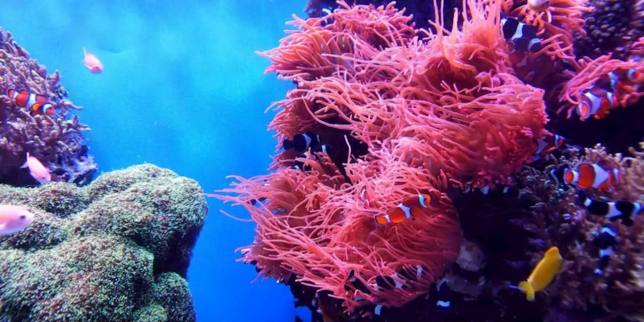 Can 3D Printed Reefs Save Fish, Oceans, And Beaches?