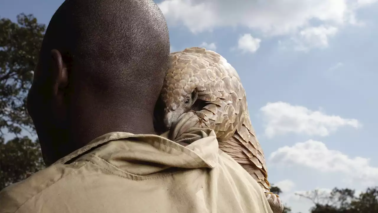 12 photos show the adorable pangolin in all its glory