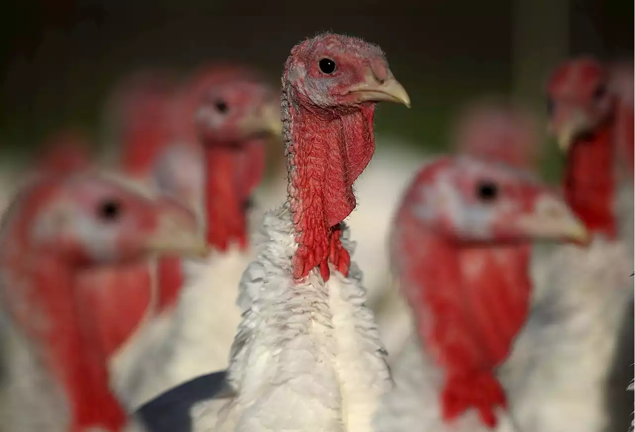 Bird Flu Found at 4th Indiana Turkey Farm: Officials