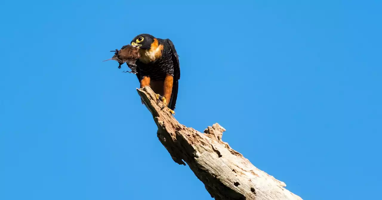 Bat falcon spotted for the first time in the U.S.