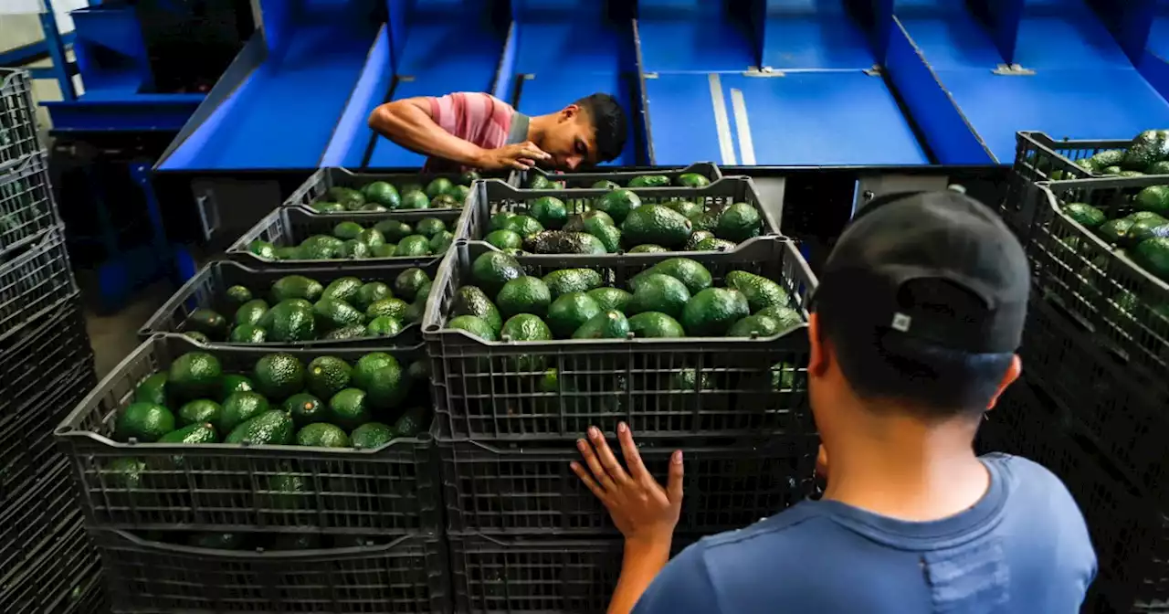 US paves way for resumption of Mexico avocado exports