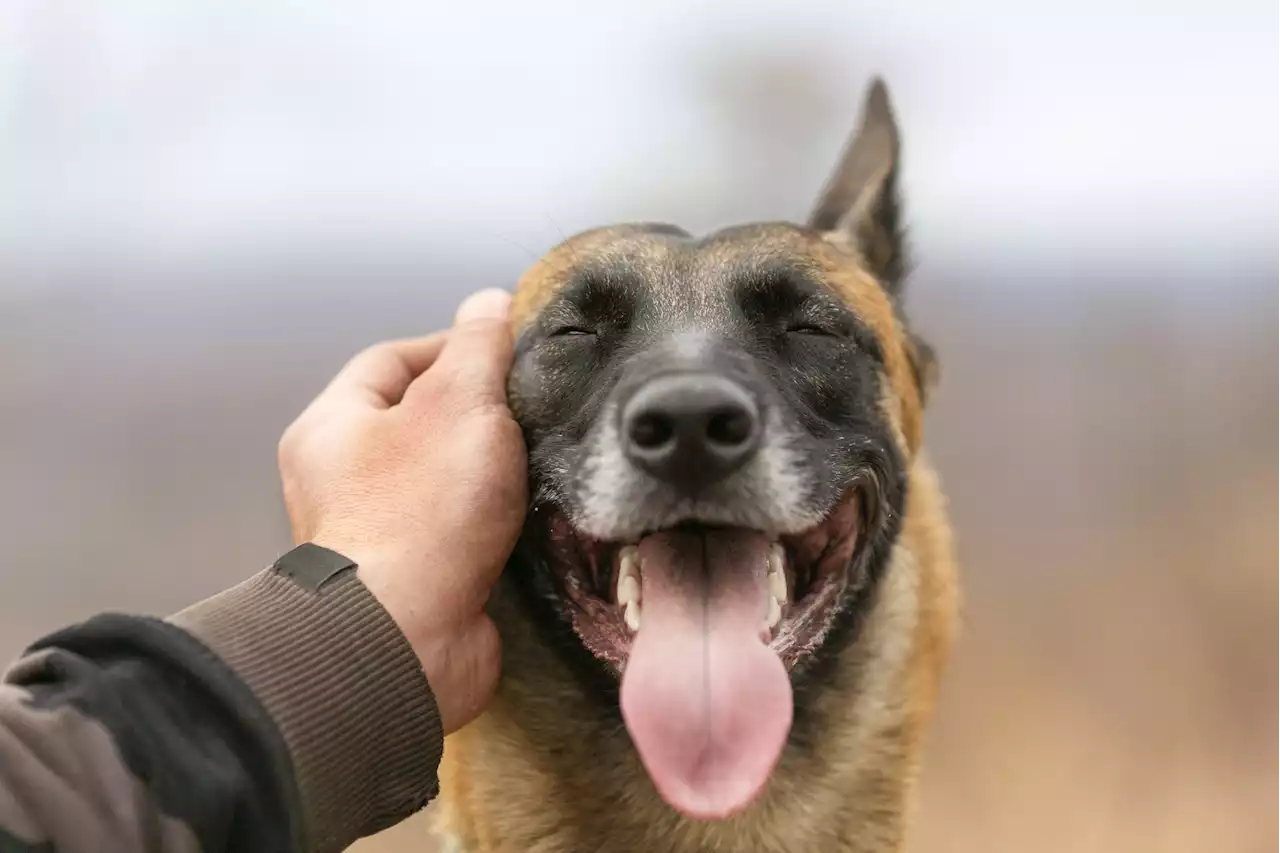 Dog missing for 12 years found after being dumped at rural property