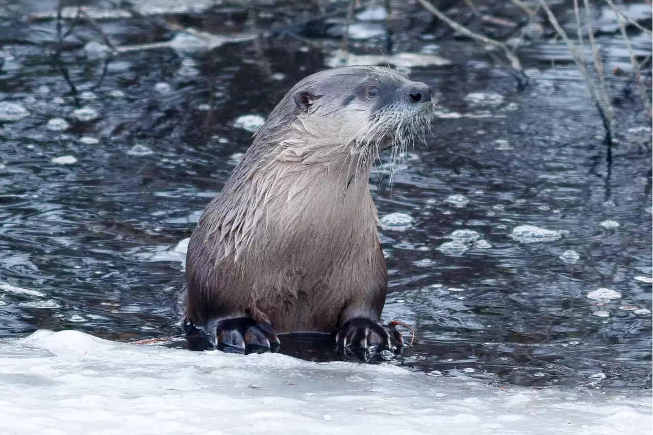 Massachusetts ice fisherman reels in 'state-record'... otter