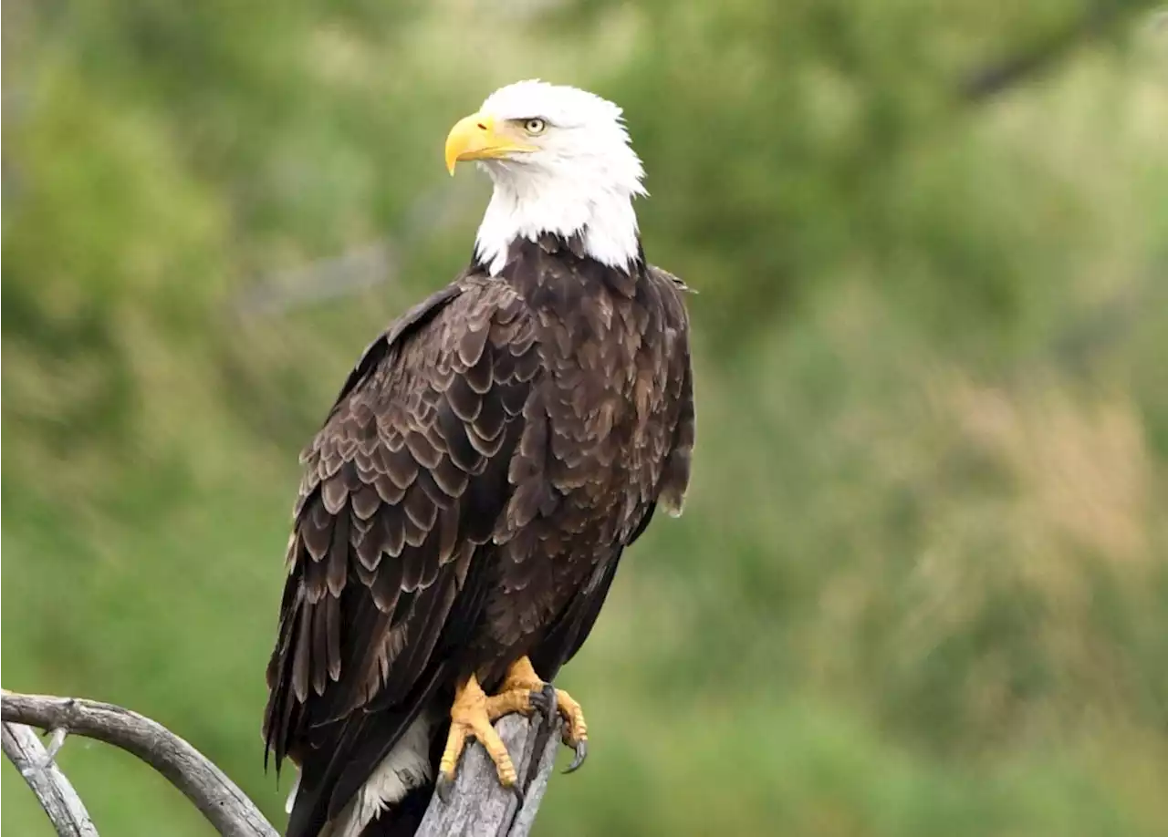 Eagles face another major threat in the US: lead poisoning