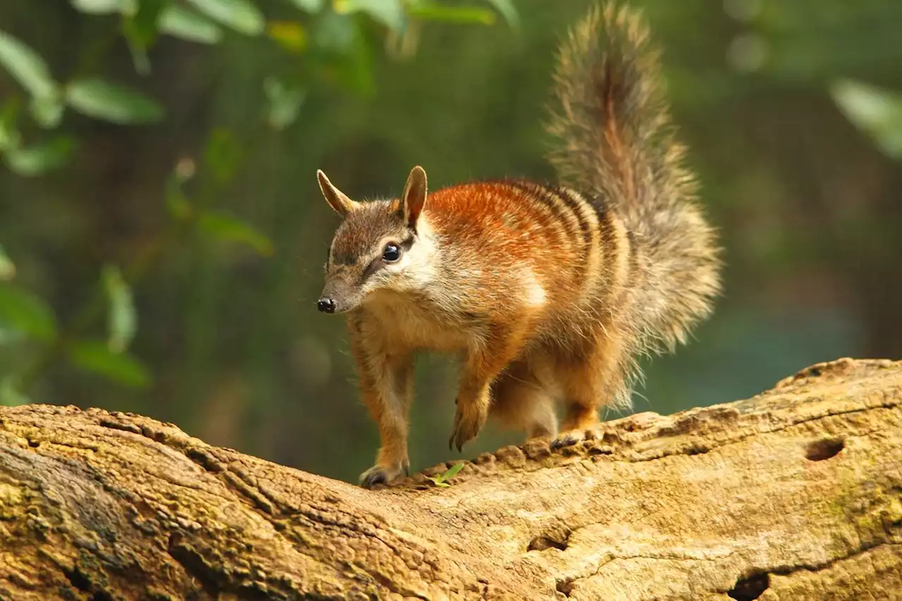 Scientists Sequence Genome of Numbat | Sci-News.com