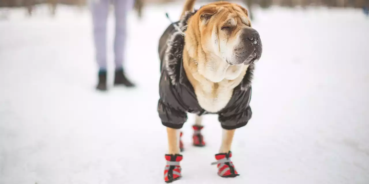 11 Dog Boots to Get Your Pup Through the Winter Months