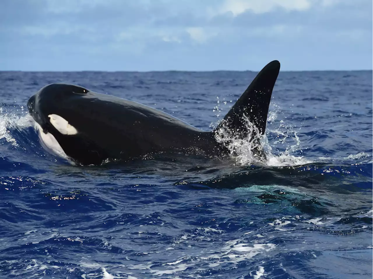 Orcas take down a blue whale, proving they're the apex predators of the ocean