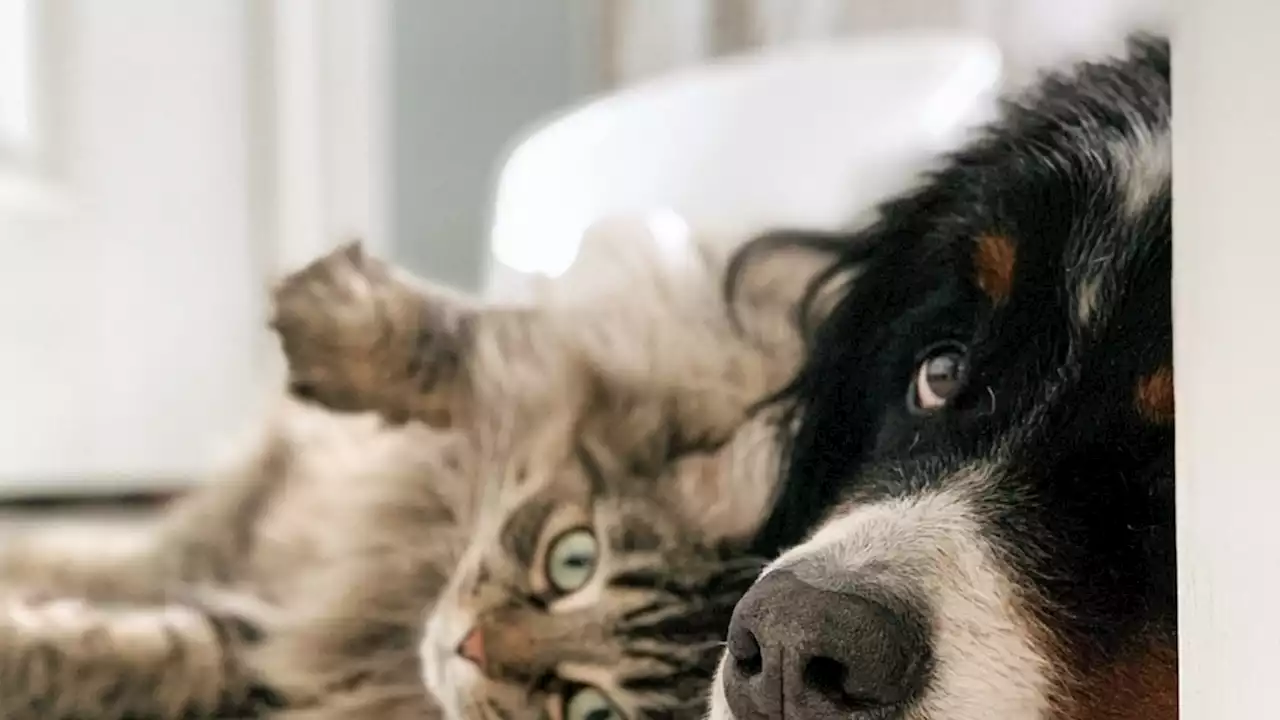 This Revolutionary Service Is The Cheap, Worry-Free Way To Care For Your Pets While Traveling