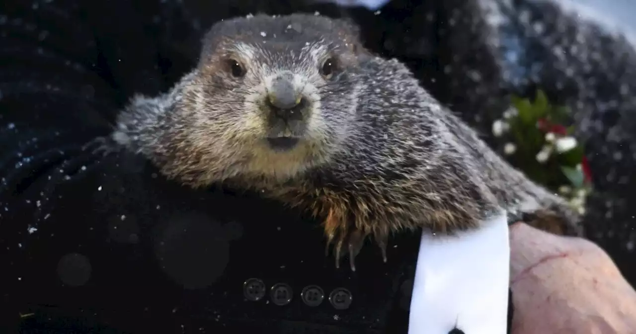 Famous New Jersey groundhog dies days before Groundhog Day