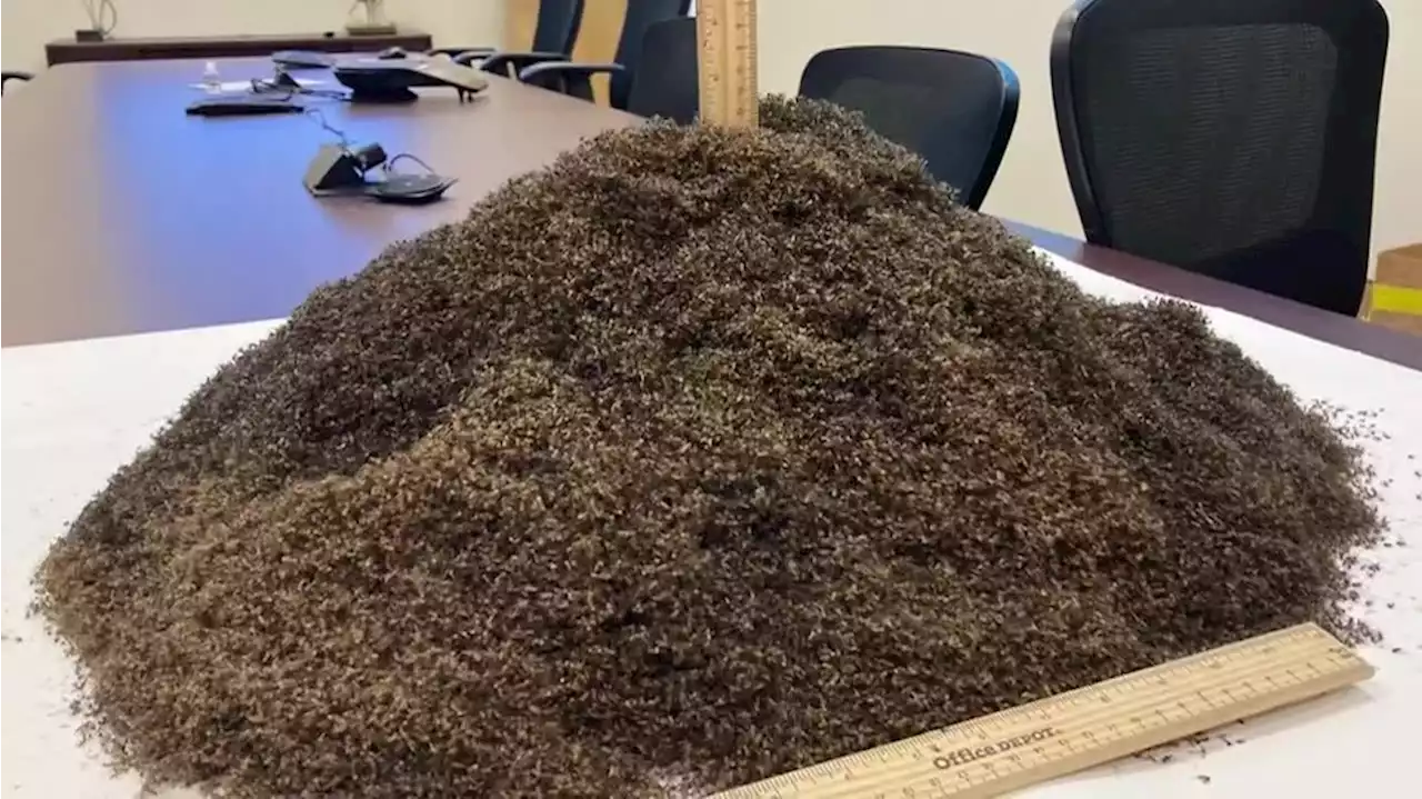 Here’s what 1 million mosquitoes looks like