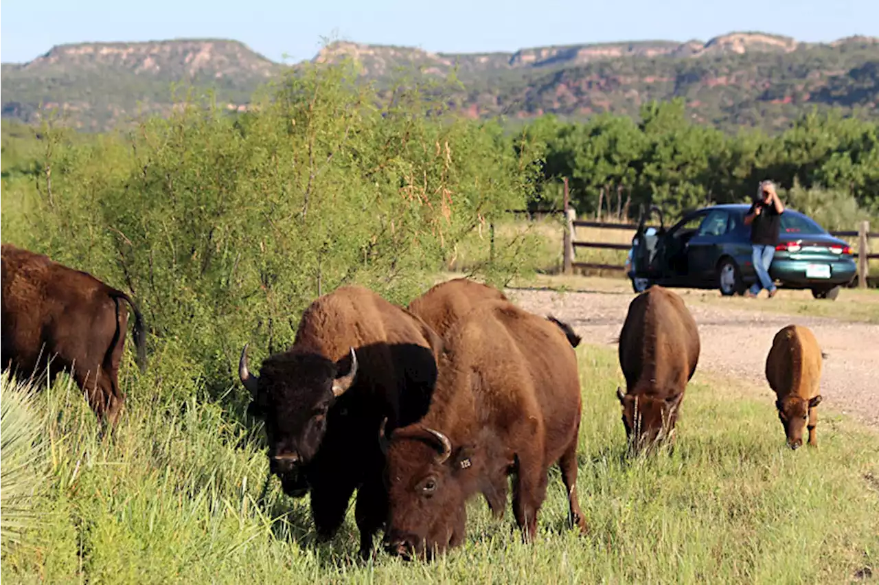 Day Trips: Texas State Bison Herd, Caprock Canyons State Park, Quitaque