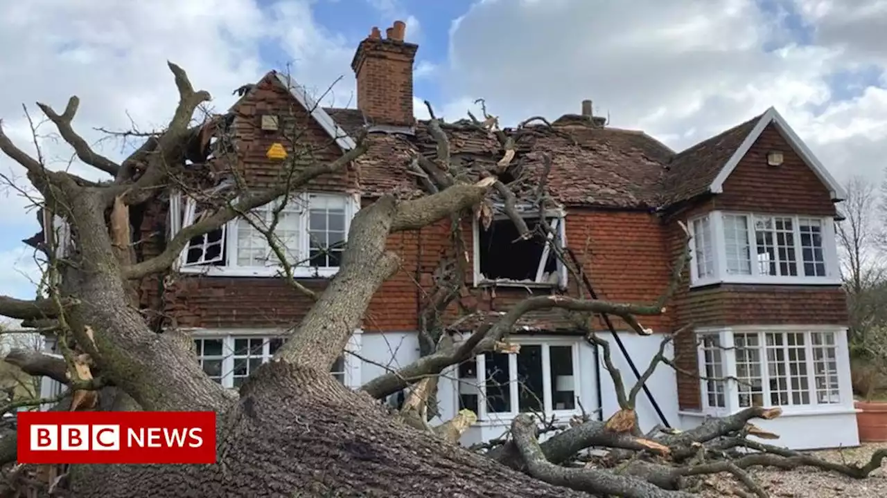 Storm Eunice: Huge 400-year-old oak tree falls on to house