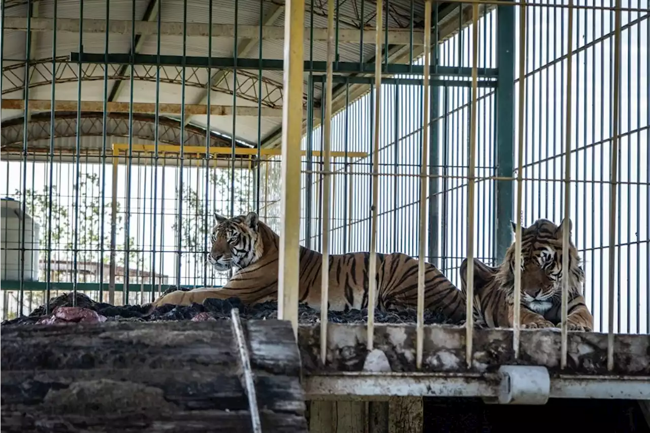 Four ‘train tigers’ in Argentina may soon have a new home in SA