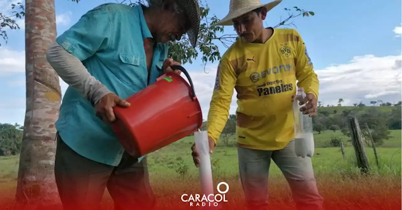 Productores de caucho natural evalúan la situación del sector