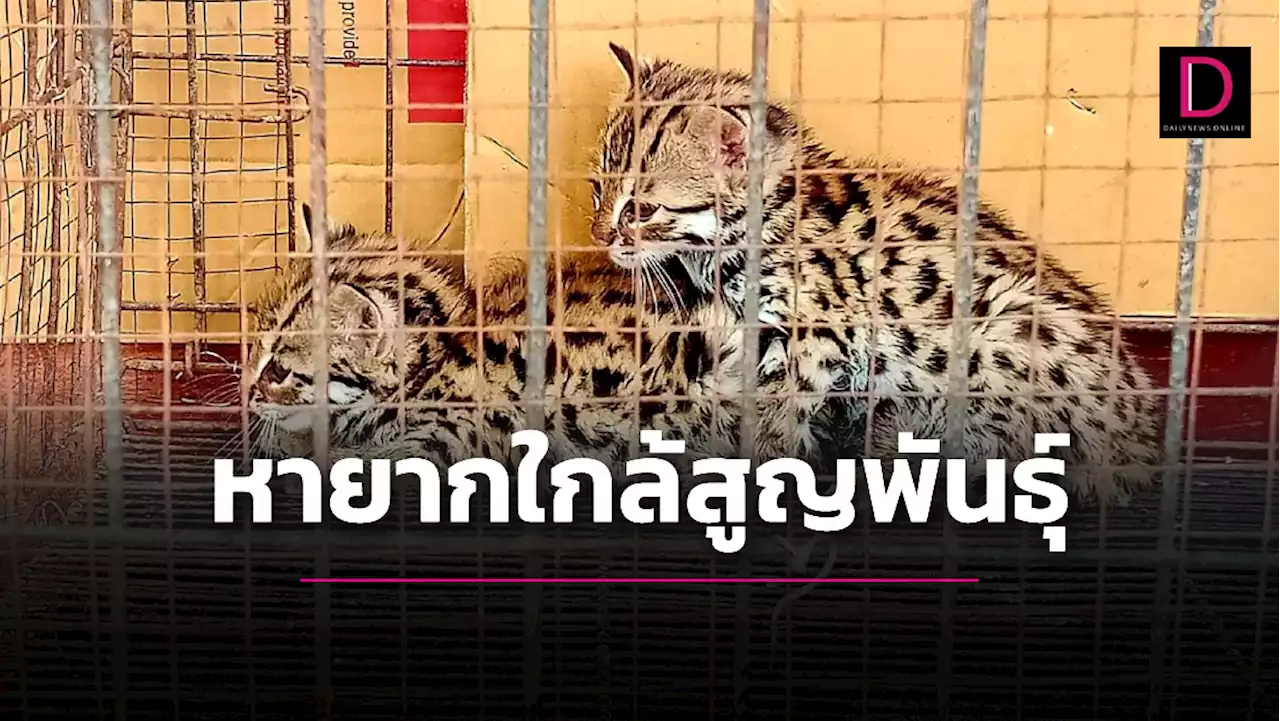 อนุบาล 2 พี่น้อง 'เสือปลา' สัตว์ป่าหายากใกล้สูญพันธุ์ หลังพบในป่าริมแม่น้ำเมย | เดลินิวส์
