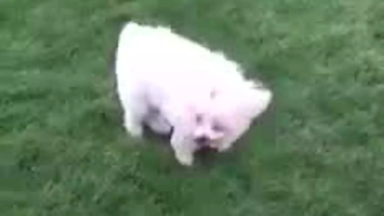 Fierce winds from Storm Eunice force tiny dog's ears, fur to flap