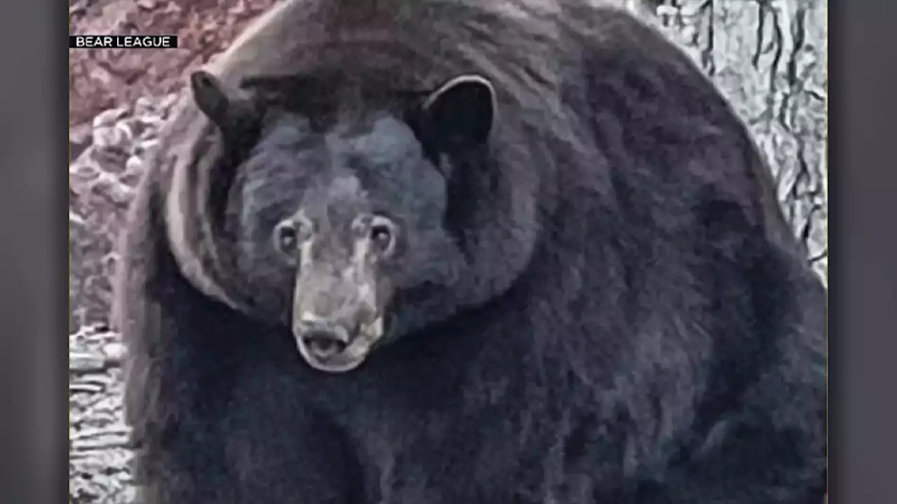 Bear Known as ‘Hank the Tank’ Terrorizes Lake Tahoe Neighborhood