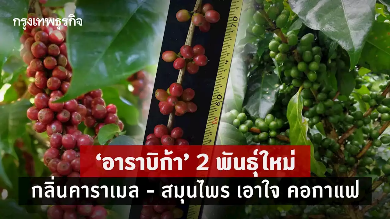 อาราบิกา 2 พันธุ์ใหม่ กลิ่นคาราเมล - สมุนไพร เอาใจ คอกาแฟ