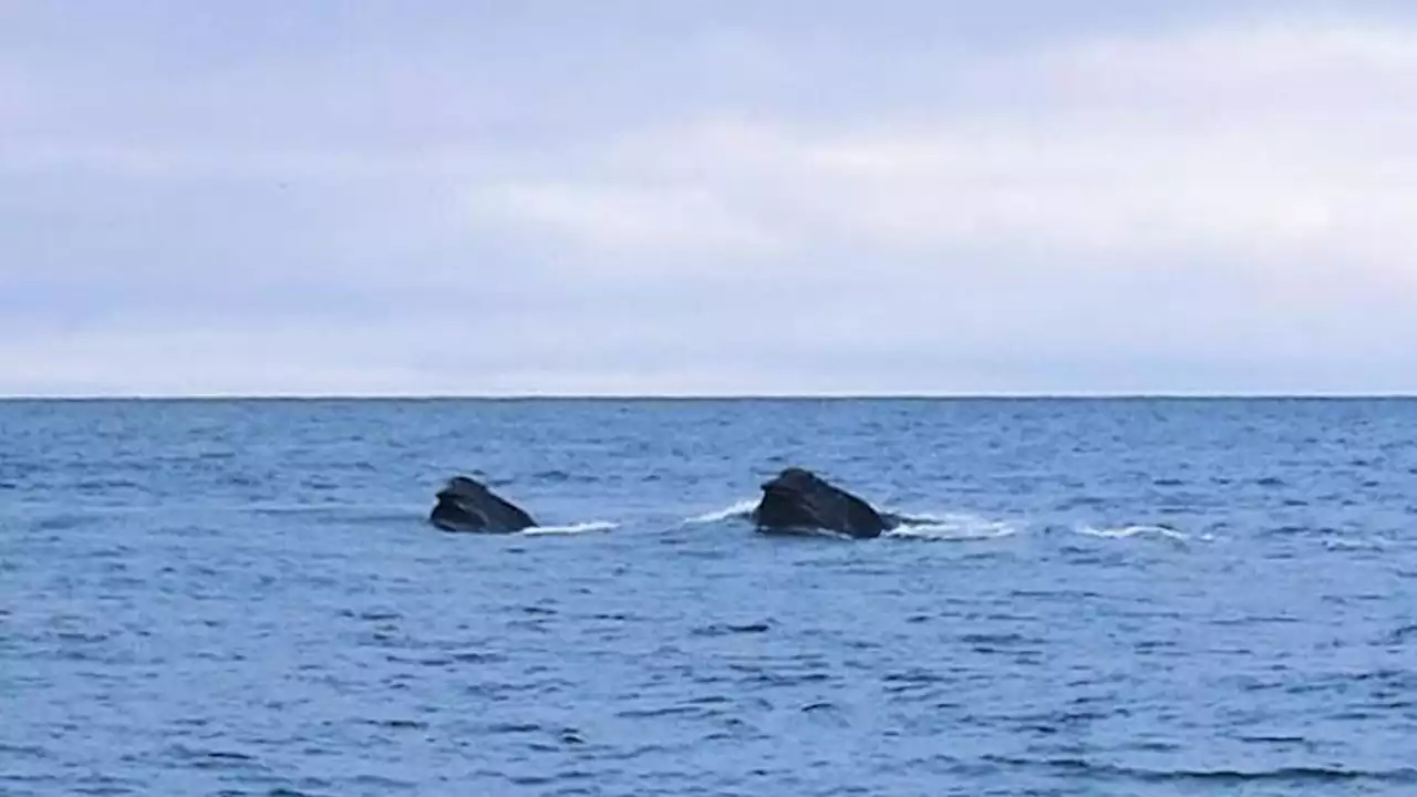 Fisherman’s photos could be first visual evidence of North Pacific right whales in the Bering Sea in winter