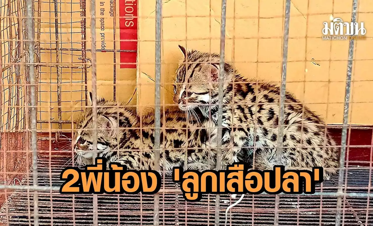 สภ.พบพระ เจอ 2 พี่น้อง 'ลูกเสือปลา' หายาก 2 ขณะออกลาดตระเวน
